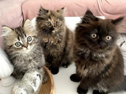 Perser Kitten Kätzchen geimpft abgabebereit