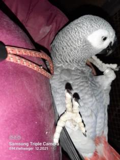 Graupapagei 0. 1 henne gesucht