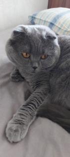 Katze Molly sucht dringend neue Familie