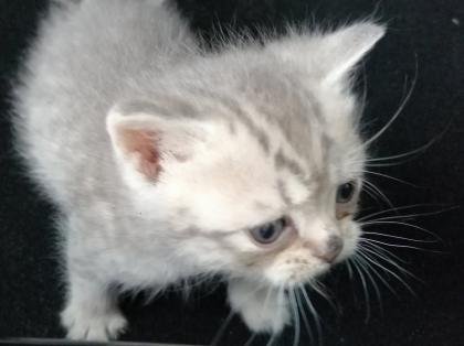 British Kurzhaar Kitten Blue Golden Tabby