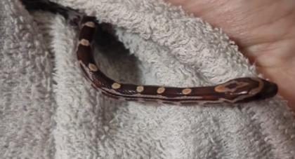 Kornnattern Babys abzugeben
