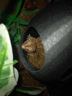 Höckerkopfgecko 0. 0. 1 mit Terrarium