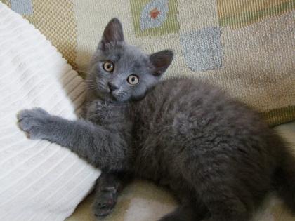 Zwei kleine Kätzchen / Kitten abzugeben