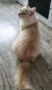 Sibirisches katerchen mit Stammbaum