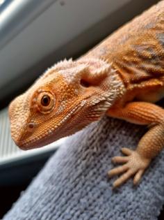 Bartagame weiblich zu verkaufen
