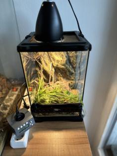 Leopardgecko Komplettpaket