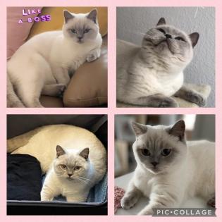 BKH Kitten Point 1 Männchen 1 Weibchen Eltern mit Stammbaum Ab Juli abzugeben