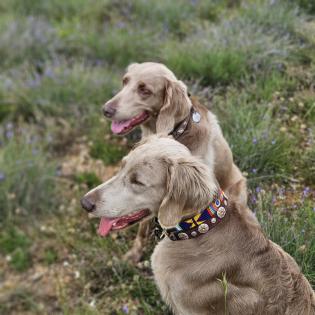 Langhaar-Weimaraner Wurf ab 9. 9. 25