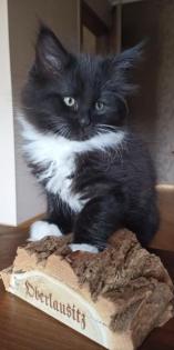 Maine Coon Mix