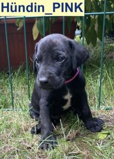 Bildhübscher schlauer Ridgeback Mix - 1x Rüde 8x Hündin