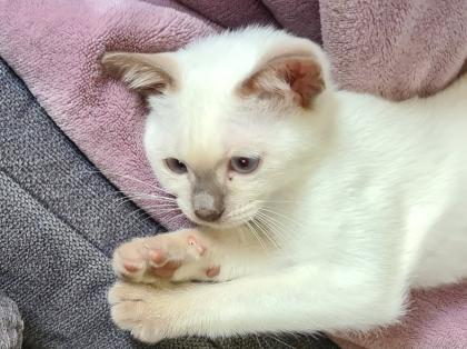 Siam Katze 3 Monate alt