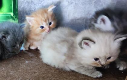 BKH und BLH Kitten suchen liebevolles Zuhause