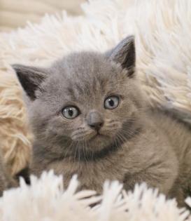 Wunderschöne BKH Kitten Farbe Blue Lilac