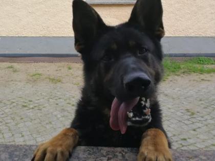 Wurfankündigung