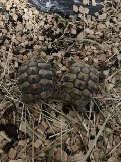 Griechische Landschildkröten