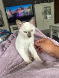 Siam Katze 3 Monate alt