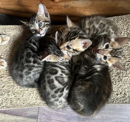 Reinrassige Bengal Kitten mit TICA Stammbaum Brown Rosetted und Marbelt