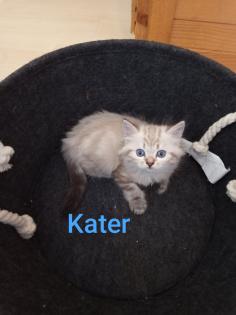 Kitten Heilige Birma