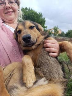 Lex - Tierschutz SOS-Liebes Hundekind Lex
