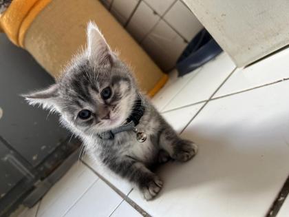 BKH / scottish fold Kitten suchen neuen Wirkungskreis