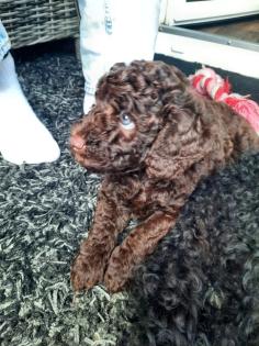 Goldendoodle Welpen