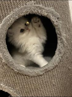 Wunderschöne Britisch Langhaar Katzen