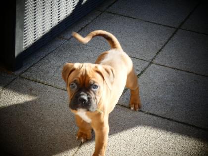 4 kleine Boxerwelpen