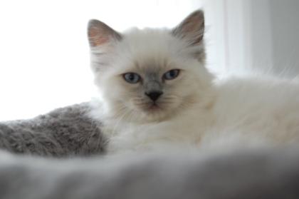 Heilige Birma Kitten