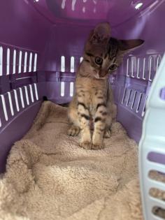 Bengalkitten babykatze bengal