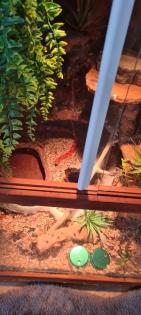 Kornnatter mit Terrarien