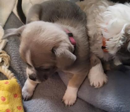 Süsse Chihuahua shitzu Mix Welpen