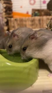 Campbell Hamster Nachwuchs