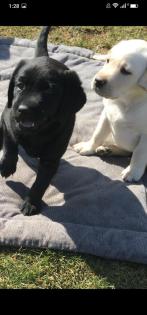 Verkaufe schöne Labrador Welpen