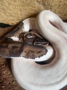 3 x Königspython Python Regius zu verkaufen