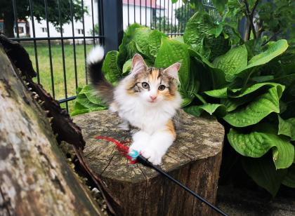 Norwegische Waldkatzen Kitten reinrassig - Babys mit Stammbaum