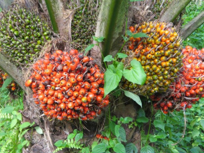 Zu verkaufen rohes und raffiniertes Palmöl Sonnenblumenöl