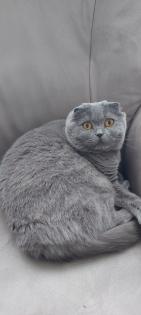 Katze Molly sucht dringend neue Familie