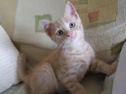 Süße kleine Katzenbabys / Kätzchen / Kitten