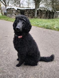 Wurfankündigung F1 Labradoodle