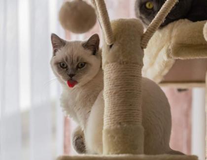 BKH Kitten Point 1 Männchen 1 Weibchen Eltern mit Stammbaum Ab Juli abzugeben