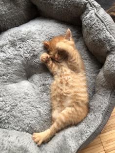 Rotgetigertes Katerchen 11Wochen alt abzugeben