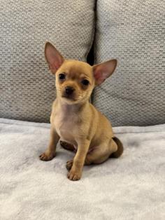Chihuahua Welpen m. suchen liebevolles Zuhause
