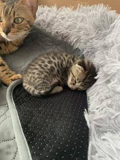 Bengal/BKH mix Kitten Erbkrankheitenfrei