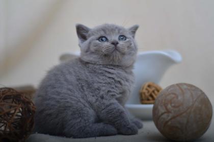 5 BKH Kater u. 1 BLH Kater in den Farben Blau u. Creme suchen zuverlässiges Kus