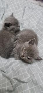 2 spielerische BKH kater suchen ein zuhause
