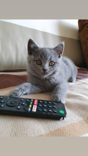BKH Kitten Abgabebereit