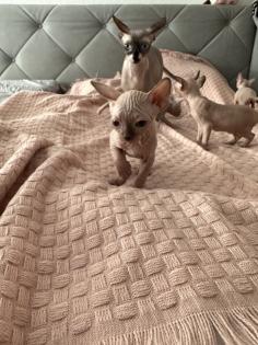 Sphinx Kitten nackt Katzen