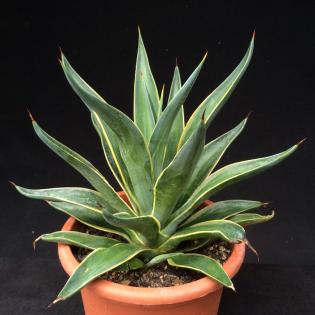 Agave winterhart Yucca winterhart Palme winterhart