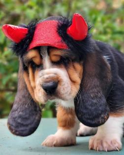 Basset Hound Welpen für Tierliebhaber