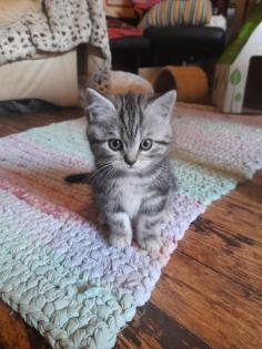 Zauberhafter kleiner BKH Kater mit Ahnentafel geimpft entwurmt gechipt kastriert aus HCM PKD